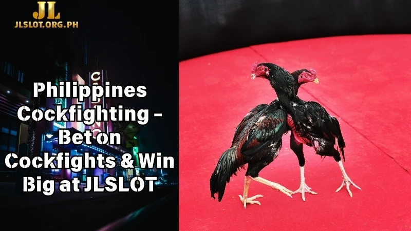 Philippines Cockfighting - Bet on Cockfights & Win Big at JLSLOT