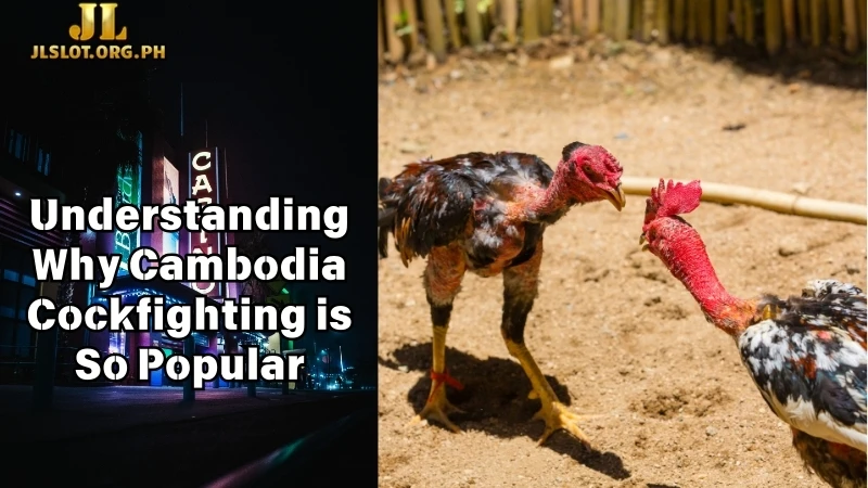 Understanding Why Cambodia Cockfighting is So Popular