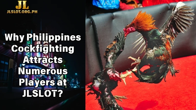 Why Philippines Cockfighting Attracts Numerous Players at JLSLOT